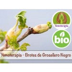 Grosellero Negro Brotes - Yemoterapia