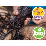 Absoluto de Vainilla BIO