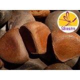 Aceite de Andiroba Silvestre y BIO