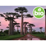 Aceite de Baobab 1ª presión BIO