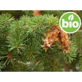 Aceite Esencial de Pino Douglas BIO (Abeto Douglas)