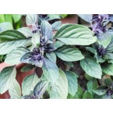 Aceite Esencial de Albahaca Alcanforada