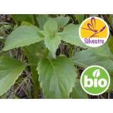 Aceite Esencial de Albahaca Picante - Silvestre BIO