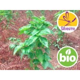 Aceite Esencial de Albahaca Tropical Silvestre BIO