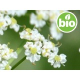 Aceite Esencial de Alcaravea BIO