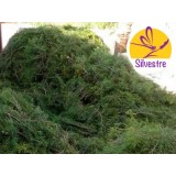 Aceite Esencial de Araar (Sabina Mora) - Silvestre