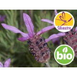 Aceite Esencial de Cantueso Silvestre y BIO