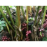 Aceite Esencial de Cardamomo Negro