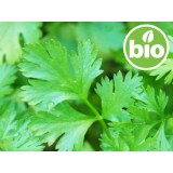 Aceite Esencial de Cilantro BIO - Semillas