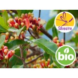 Aceite Esencial de Clavo de Botones florales frescos - Silvestre