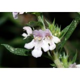 Aceite Esencial de Ajedrea