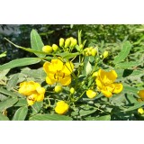 Aceite Esencial de Bálsamo de Gurjún