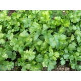 Aceite Esencial de Cilantro - Coriandro
