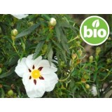 Hidrolato de Jara BIO - Silvestre