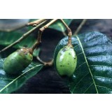 Aceite Esencial de Elemí