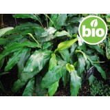 Aceite Esencial de Cardamomo BIO