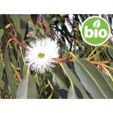 Aceite Esencial de Eucalipto Glóbulo BIO