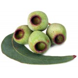 Aceite Esencial de Eucalipto Smithii BIO