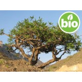 Aceite Esencial de Incienso (Olíbano) - Boswellia carterii BIO
