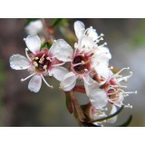 Aceite Esencial de Kanuka