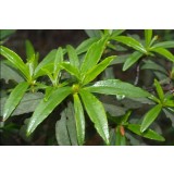Aceite Esencial de Ládano