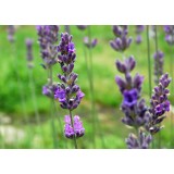 Aceite Esencial de Lavandín Abrial BIO