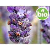 Aceite Esencial de Lavanda Blanca BIO