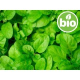 Aceite Esencial de Menta Poleo BIO