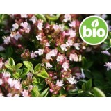 Aceite Esencial de Orégano Compacto BIO