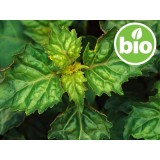 Aceite Esencial de Pachuli BIO