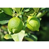 Aceite Esencial de Petitgrain Limón