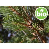 Aceite Esencial de Pino silvestre BIO