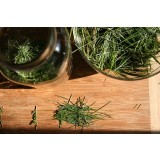 Aceite Esencial de Pino silvestre