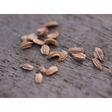 Aceite Esencial de Zanahoria