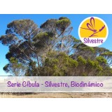 Aceite Esencial de Eucalipto de la Isla Canguro