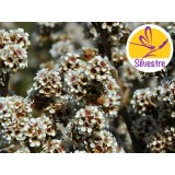 Aceite Esencial de Fragonia - Silvestre