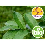 Aceite Esencial de Guayaba Silvestre BIO - Psidium guajava