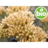 Aceite Esencial de Helicriso Picardii BIO
