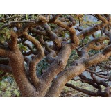 Aceite Esencial de Incienso (Olíbano)