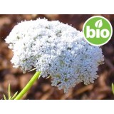 Aceite Esencial de Khella - Biznaga BIO