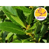 Aceite Esencial de Laurel - Silvestre