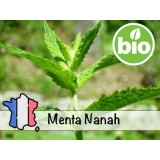 Aceite Esencial de Hierbabuena (Menta Nanah) BIO