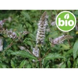 Aceite Esencial de Menta Verde BIO 