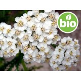 Aceite Esencial de Milenrama Silvestre y BIO
