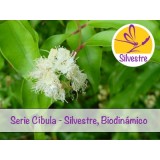 Aceite Esencial de Mirto Anís - Silvestre