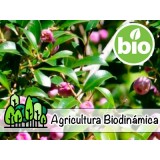 Aceite Esencial de Mirto Mango BIO