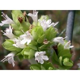 Aceite Esencial de Orégano Virens