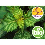 Aceite Esencial de Pachuli Silvestre y BIO de Madagascar