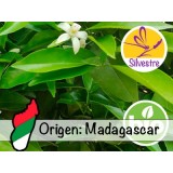 Aceite Esencial de Petitgrain Mandarino BIO