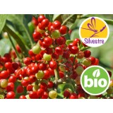 Aceite Esencial de Pimentero Brasileño Silvestre y BIO